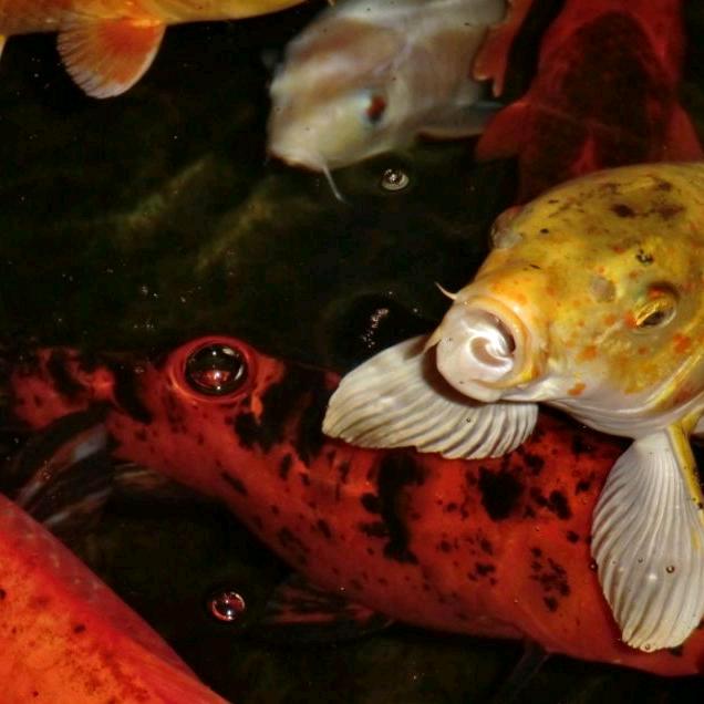 小林盐子（见过JJ&陈粒版）