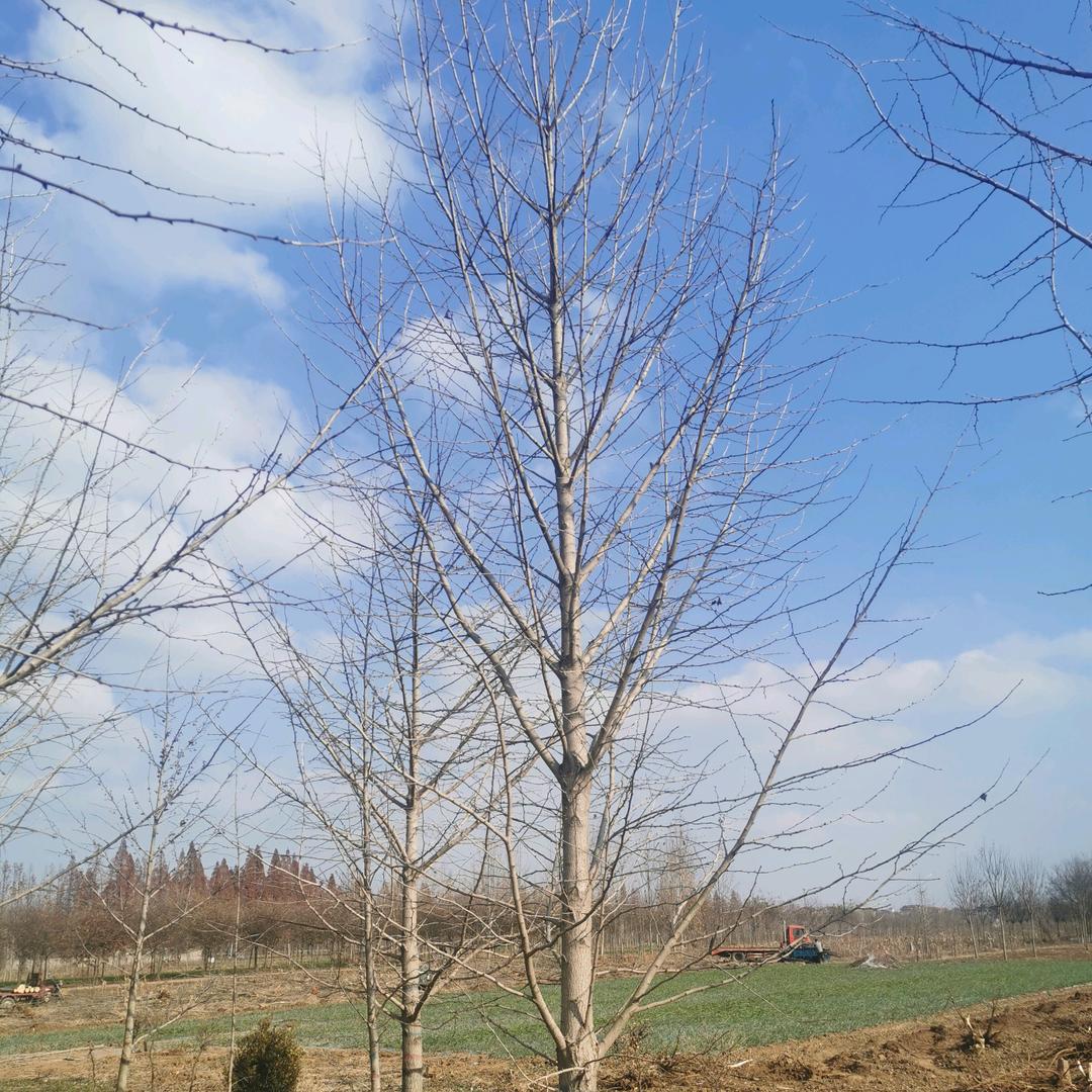 绿源银杏红枫基地