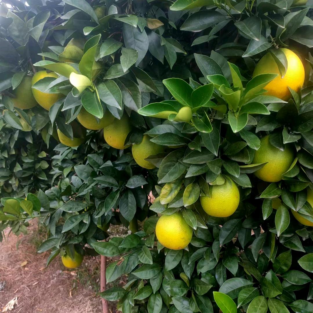 江西信丰县丰顺电子有限公司