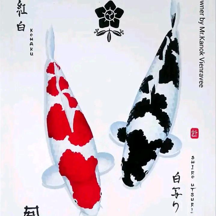铭海锦鲤