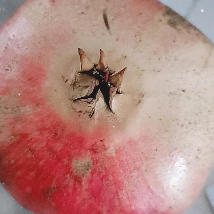 罗曼