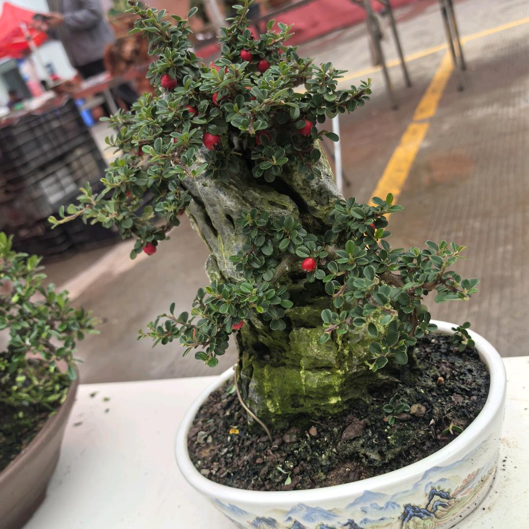 缘来是你呀