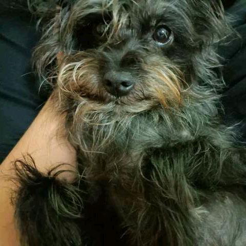 煤球(更新幸运星生活日常)