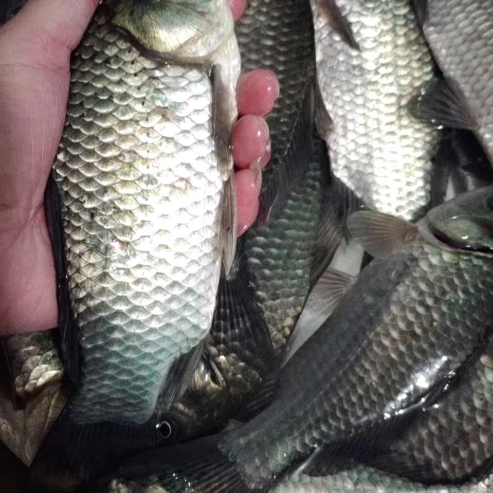 毅切随缘
