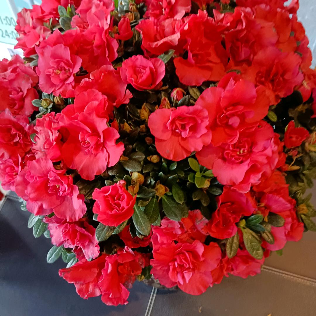 想唱歌的來直播间