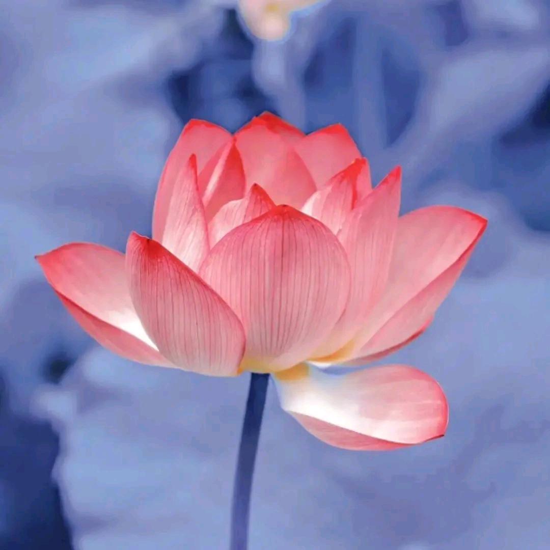 天天开兴