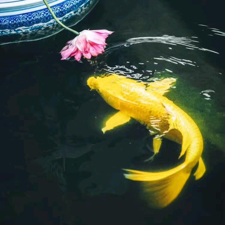 𝕲𝕰𝖑𝖆𝖎丶