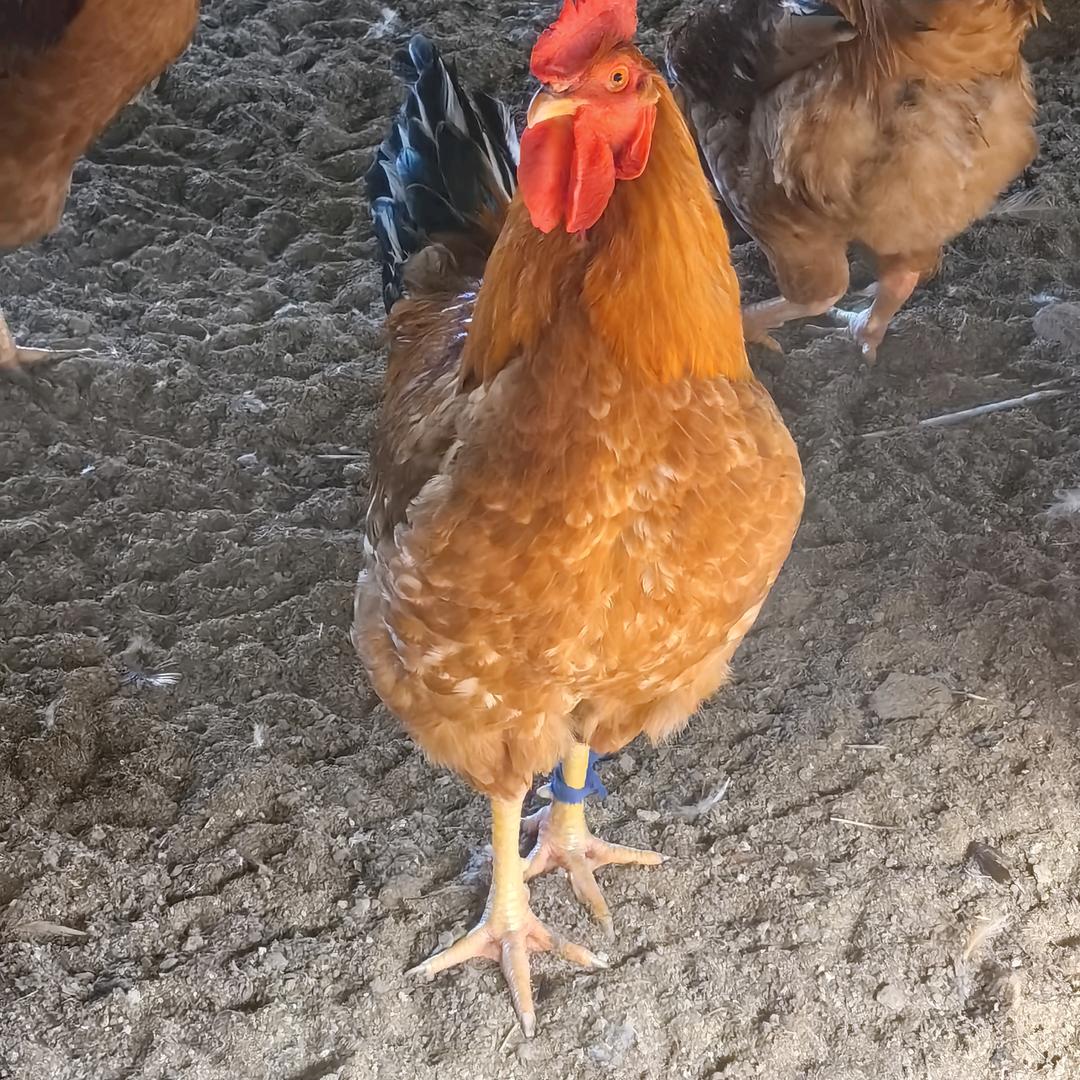 9520