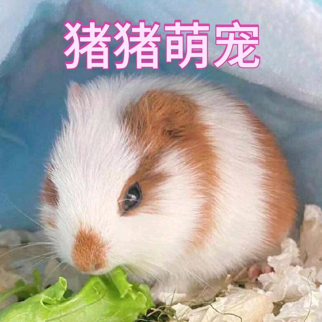 高安市猪猪萌宠物店小弟养豚