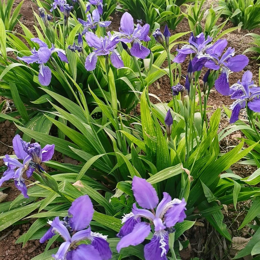 幸运星🦋