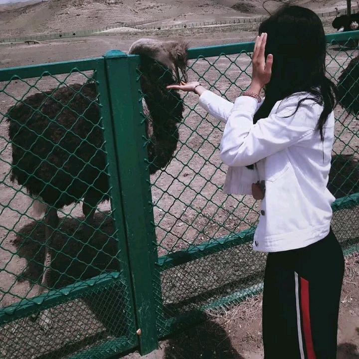 丰满的冬瓜