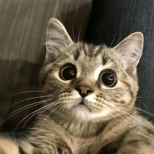 哈猪咪
