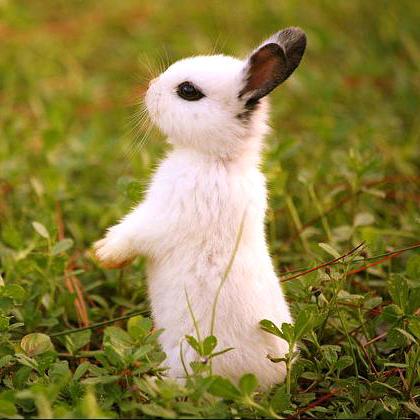 艾丽萨🐰🐰