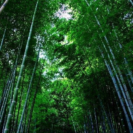 水清木华
