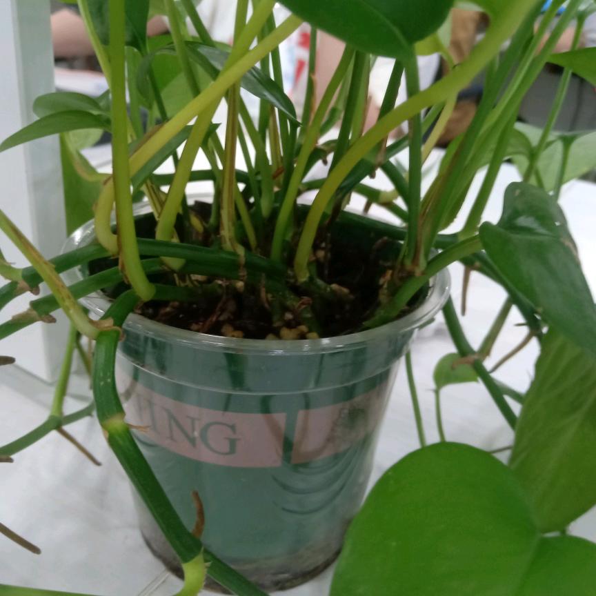 饒斡茻