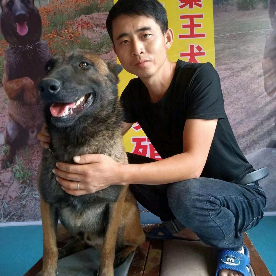 神犬无敌（小号）