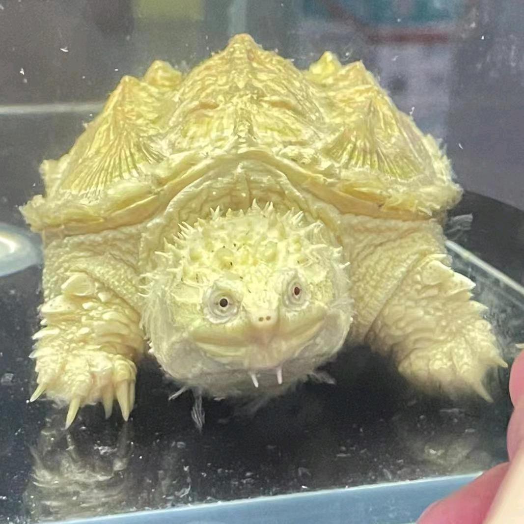 龟仙人水族屋