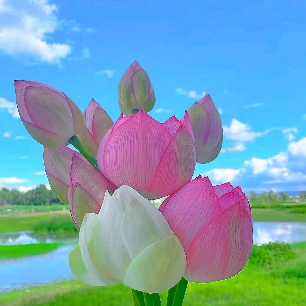 🌈 杨  Yaᴗangᥫᩣ