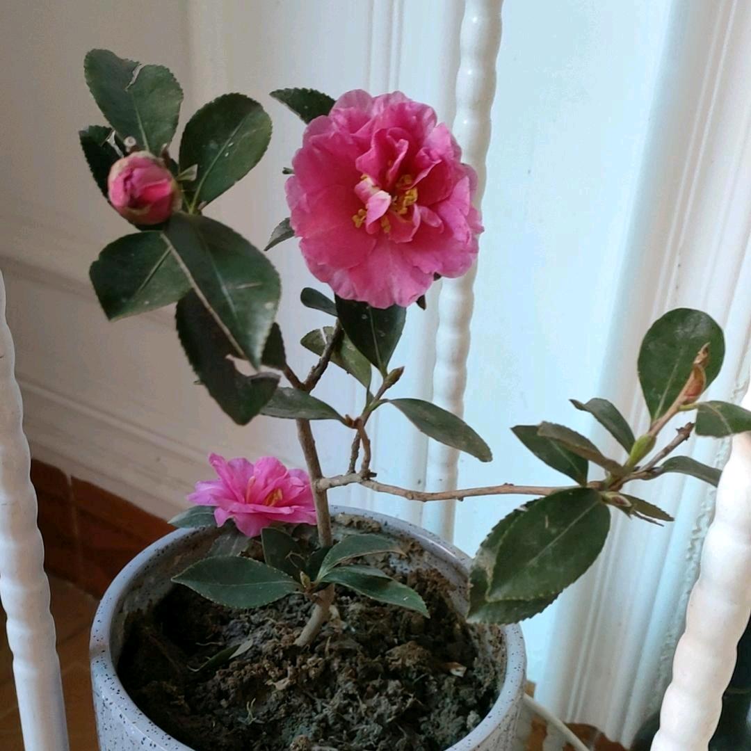 🌺拥抱吉祥🌺