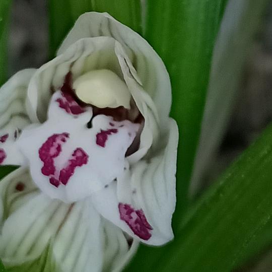 花才福