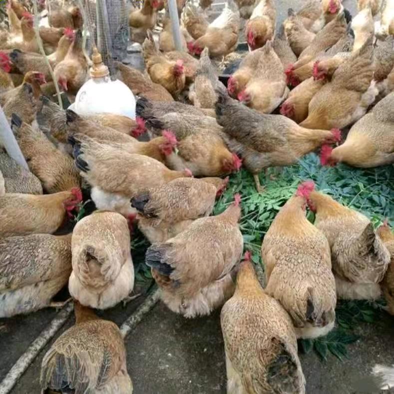 海南正宗文昌鸡