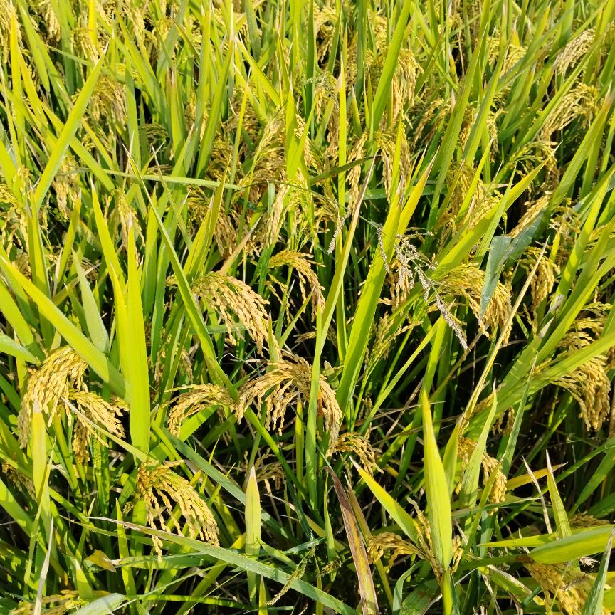 海川小郑