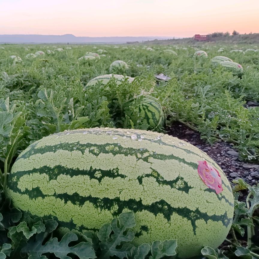 中卫硒砂瓜代发代办