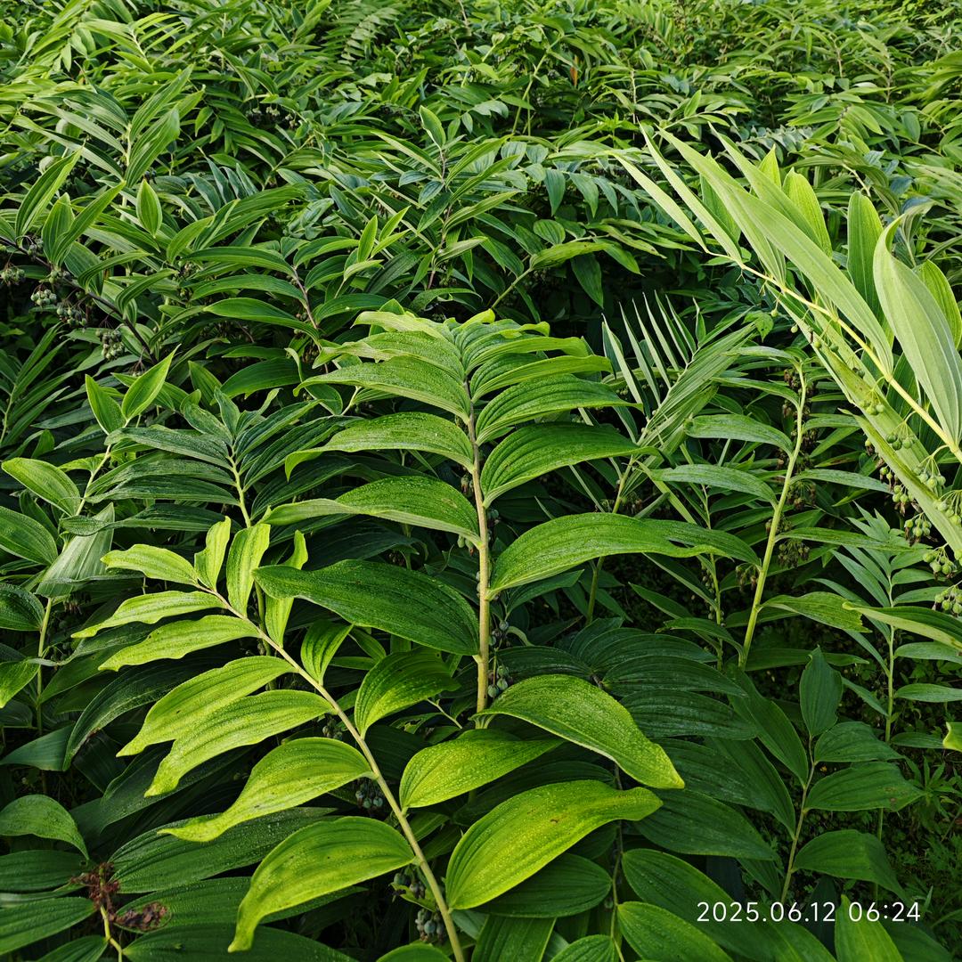 祁东县阳升种养专业合作社