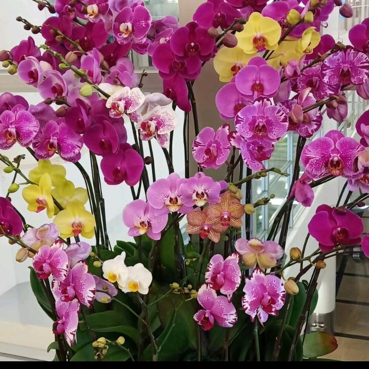 酱菜姐妹花喜商贸行