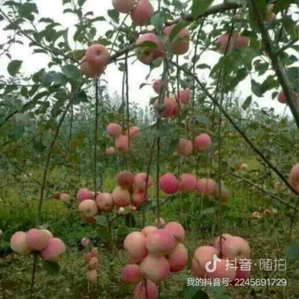 秒音回春