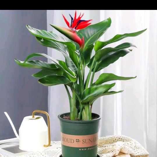 小马花卉