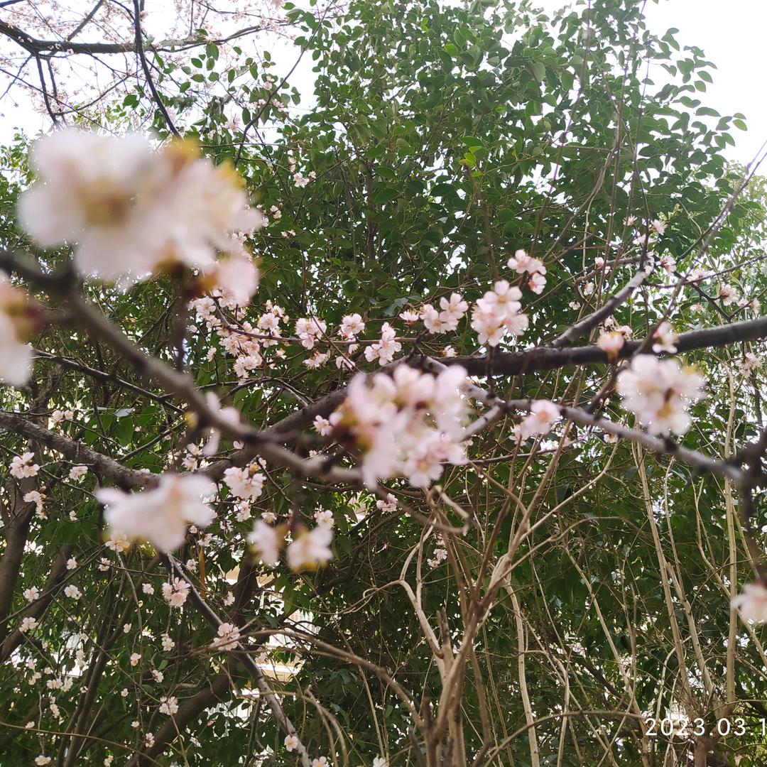 淮上新翁