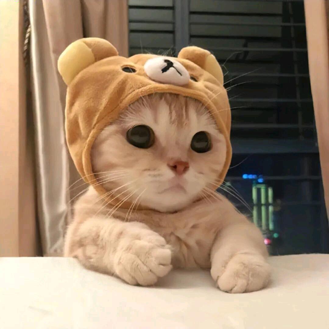 小秦哥