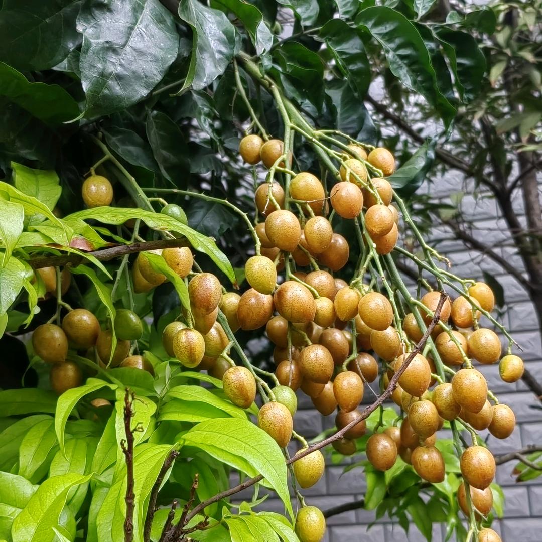 濂浦林凤