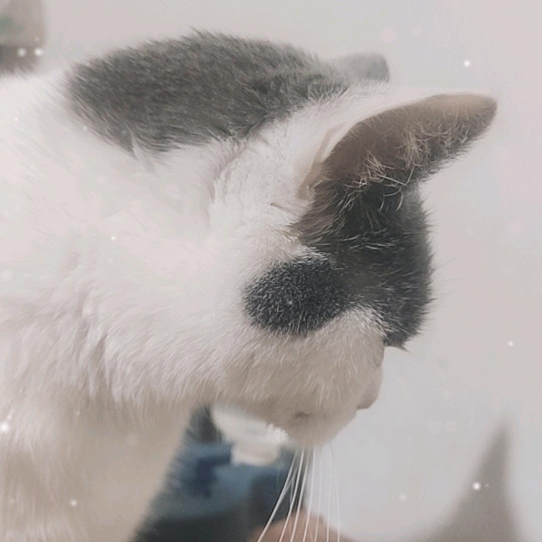 咪仔是只不太聪明的猫