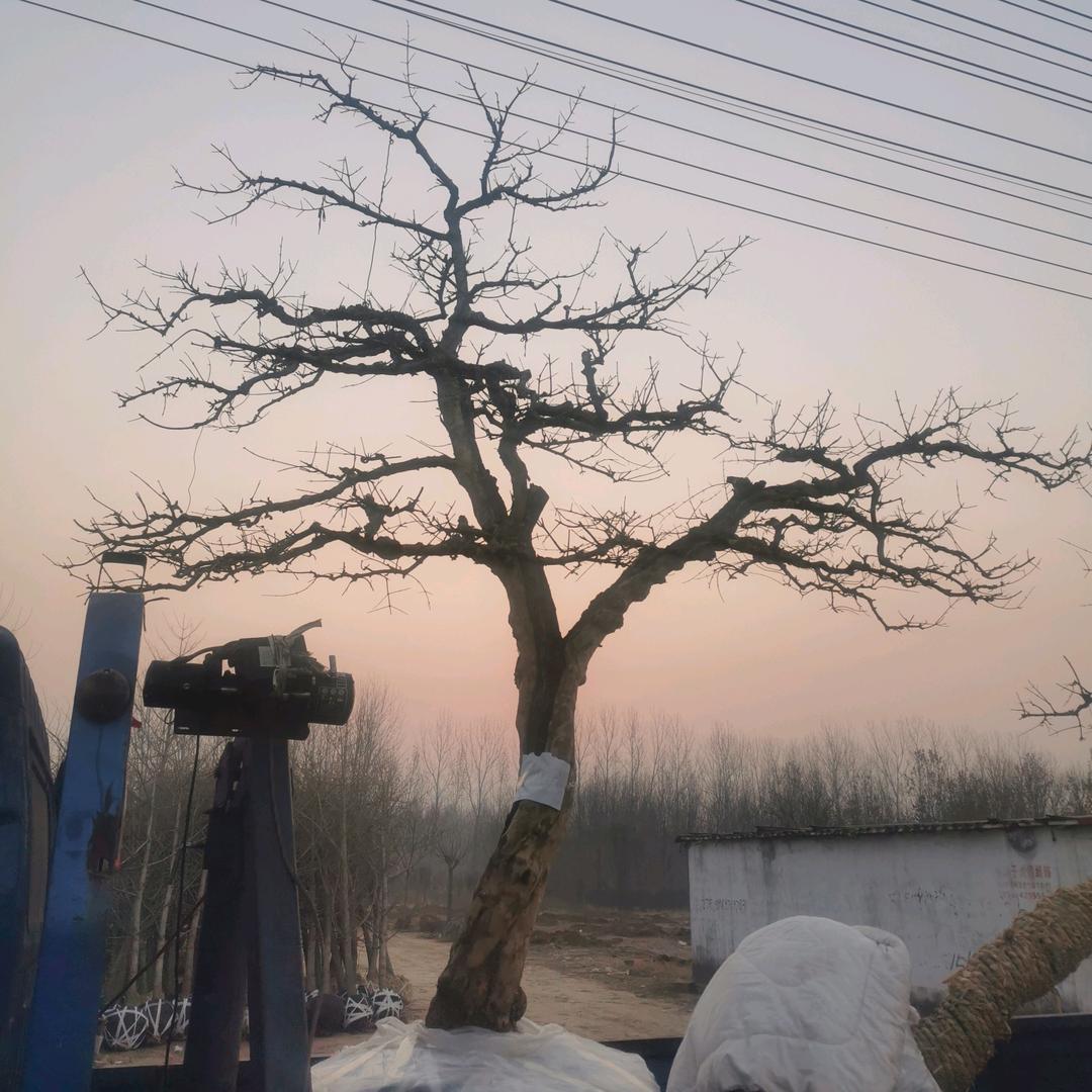 庭院石榴景观树
