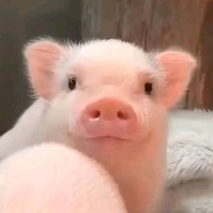 玫瑰花味的大白兔