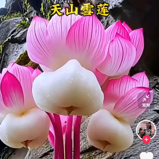 爱文艺