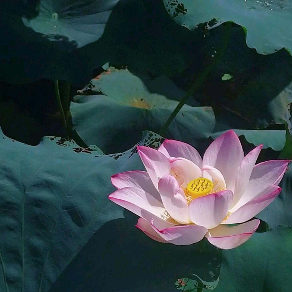 岁月静好