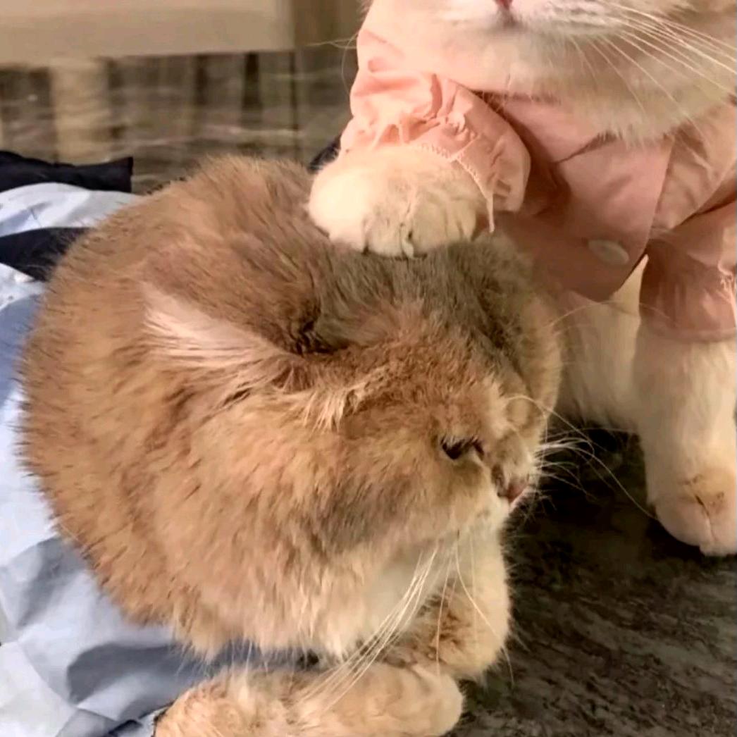 舔鱼