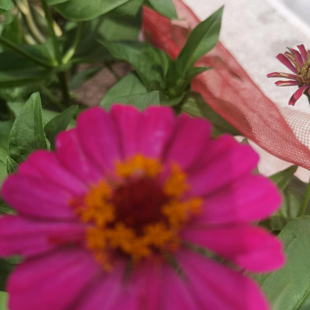 金水姐不定时开播