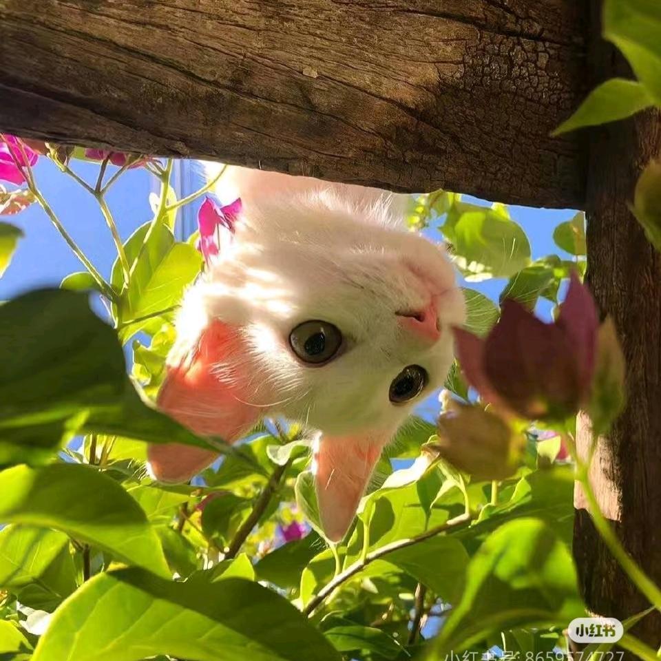 绝情西红柿🍅