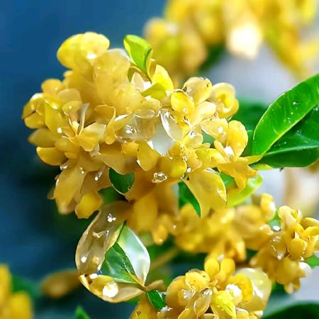 富桂花