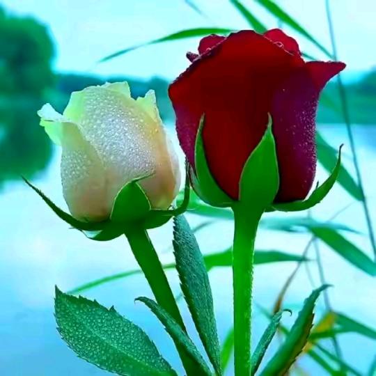 @正芬