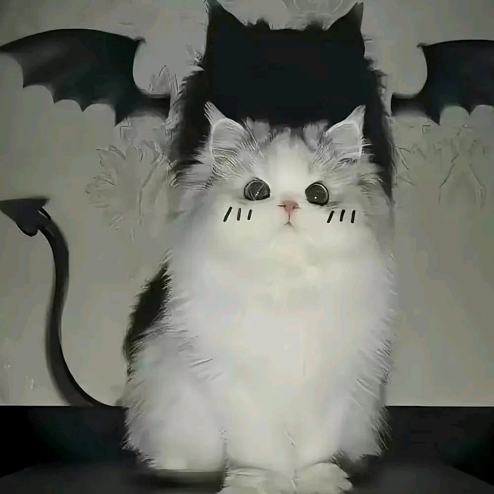 小饼的守护者小七月🍪（爱播小饼）