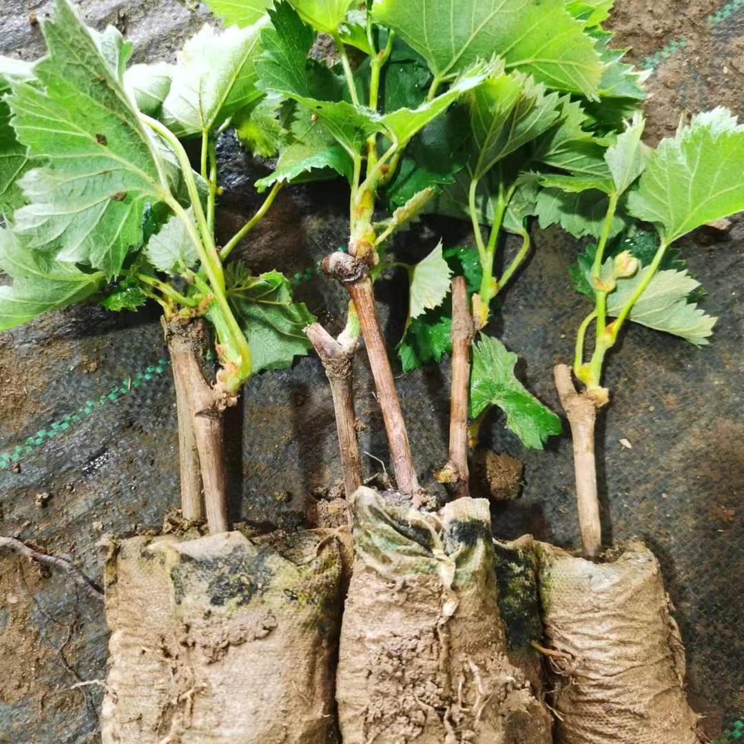 然悦喜雅之美果树苗木专卖店