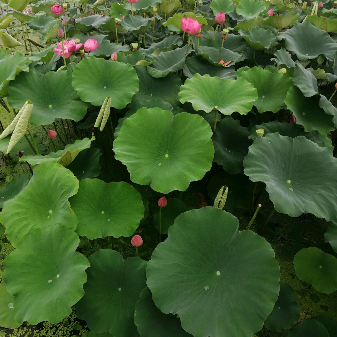 真心的
