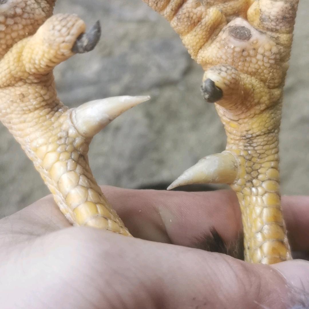 @花无缺米饭乡下清远鸡