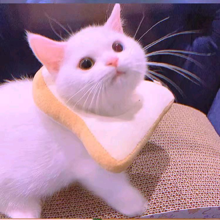 小花猫