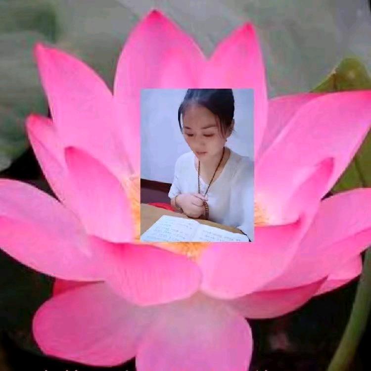 净莱菩提心丹丹